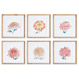 Napa Home & Garden Colorful Chrysanthemum Prints - Set of 6