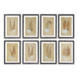 Napa Home & Garden Framed Vintage Fern Prints - Set of 8