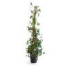 Napa Home & Garden Ivy Cone Topiary Potted