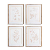 Napa Home & Garden Blush Botanical Study - Set Of 4