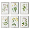 Napa Home & Garden Perennial Botanical Study - Set of 6