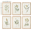 Napa Home & Garden Midsummer Blooms Prints - Set of 6