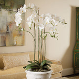 Napa Home & Garden Phalaenopsis Orchid Drop-In