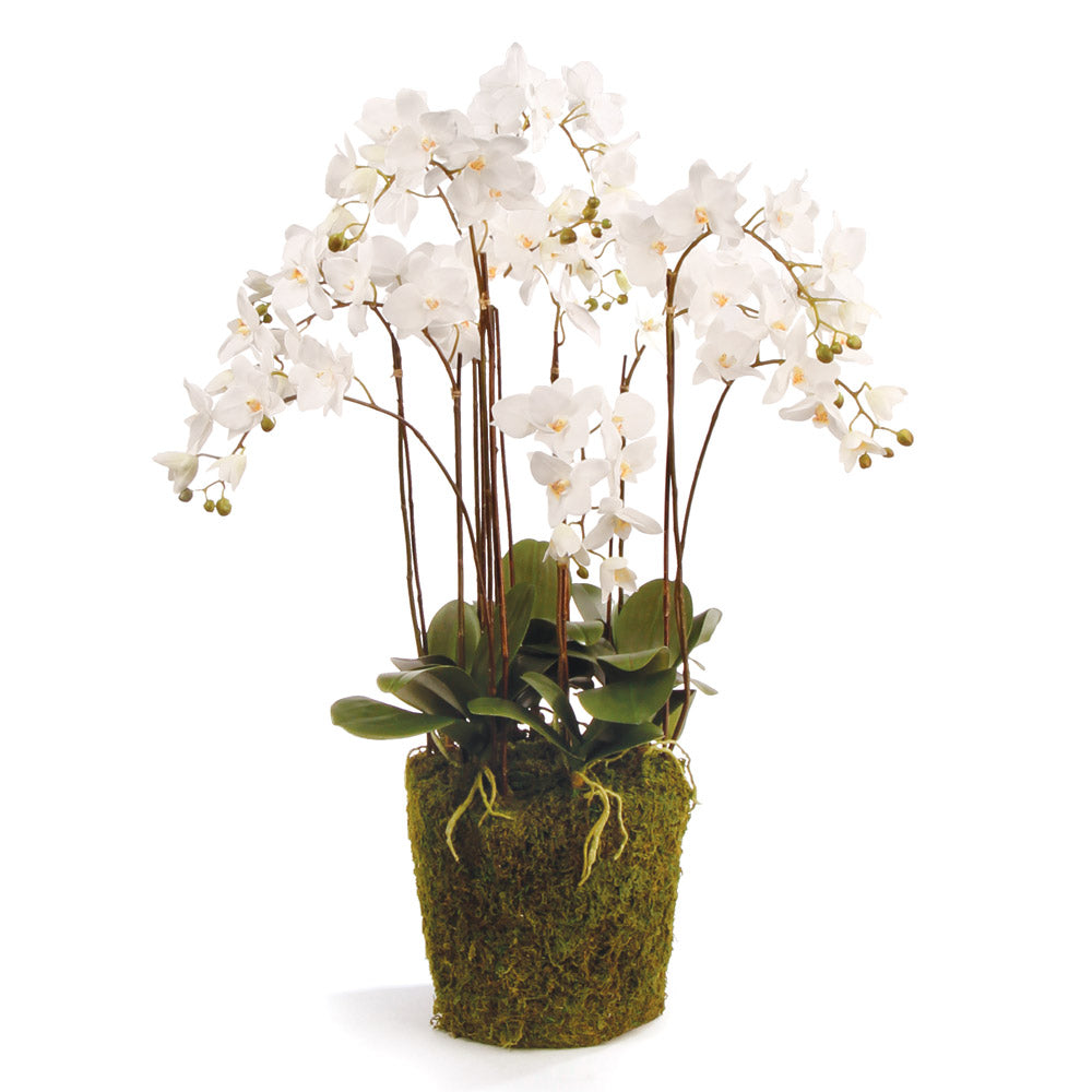 Napa Home & Garden Phalaenopsis Orchid Drop-In
