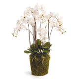 Napa Home & Garden Phalaenopsis Orchid Drop-In