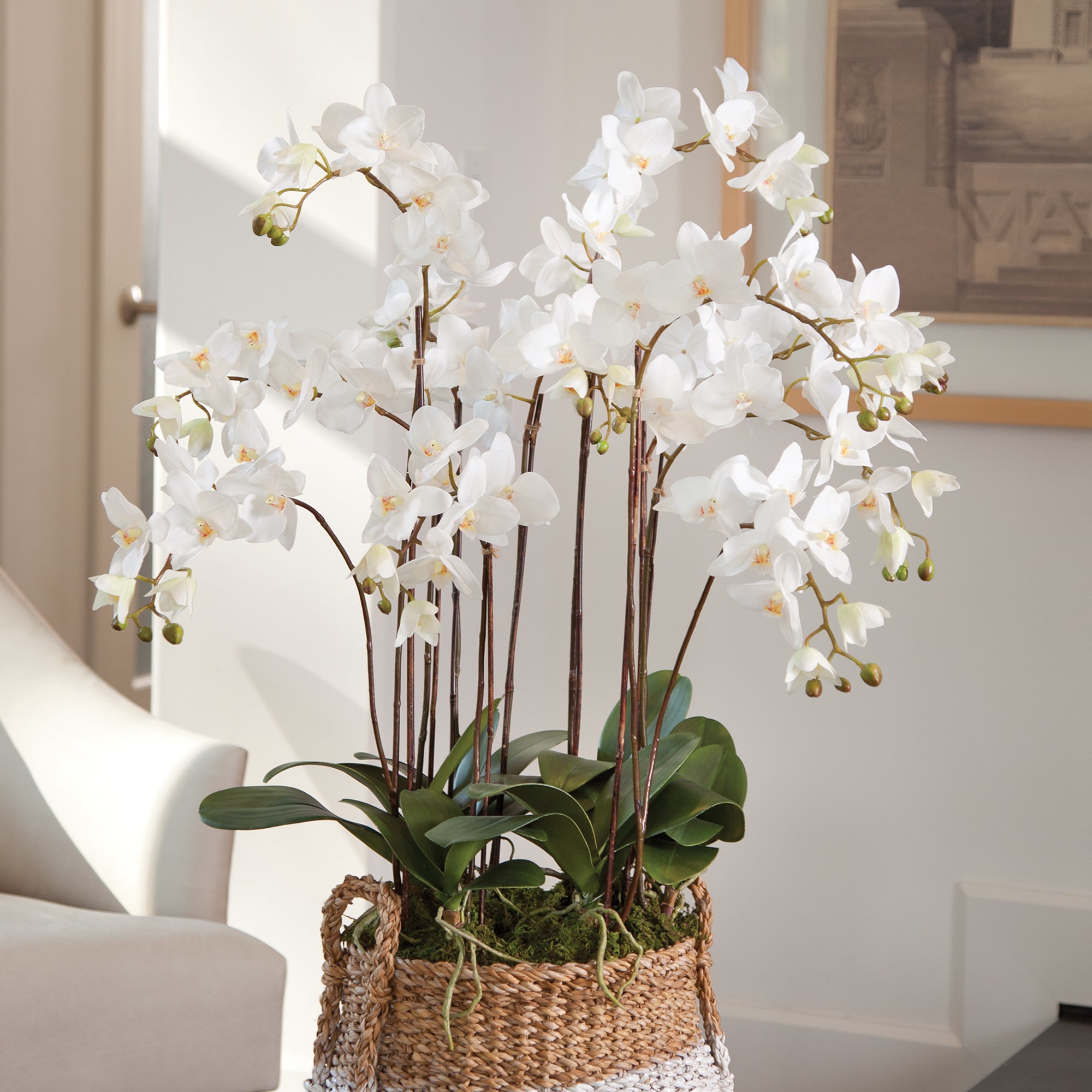 Napa Home & Garden Phalaenopsis Orchid Drop-In