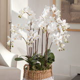 Napa Home & Garden Phalaenopsis Orchid Drop-In