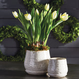 Napa Home & Garden Tulip Drop-In - 22"