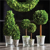 Napa Home & Garden Boxwood Topiaries in Glass - Set of 5