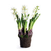 Napa Home & Garden Hyacinth Drop-In