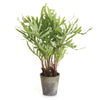 Napa Home & Garden Hare's Foot Potted Fern