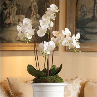 Napa Home & Garden Phalenopsis Orchid Drop-In