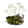 Napa Home & Garden Mini Dendrobium w/ Rustic Drop-In