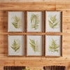 Napa Home & Garden Framed Fern Study - Set of 6