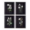 Napa Home & Garden Perennial Petite Prints - Set of 4