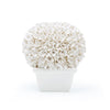 Villa & House Boston Round Boxwood Topiary