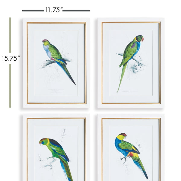 Napa Home & Garden Colorful Parrots Prints - Set of 4