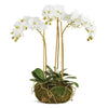 Napa Home & Garden Phalaenopsis Orchid Mini Garden Drop-In - SALE