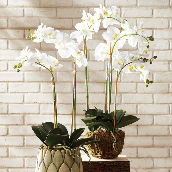 Napa Home & Garden Phalaenopsis Orchid Drop-In