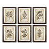 Napa Home & Garden Framed Vintage Floral Prints - Set of 6