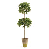 Napa Home & Garden Ficus Topiary in Pot - 31"