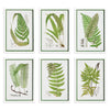 Napa Home & Garden Layered Fern Prints - Set of 6