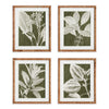 Napa Home & Garden Translucent Stem Prints - Set of 4