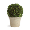 Napa Home & Garden Boxwood  Ball in Pot