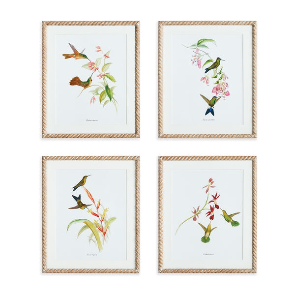 Napa Home & Garden Playful Hummingbird Prints - Set of 4