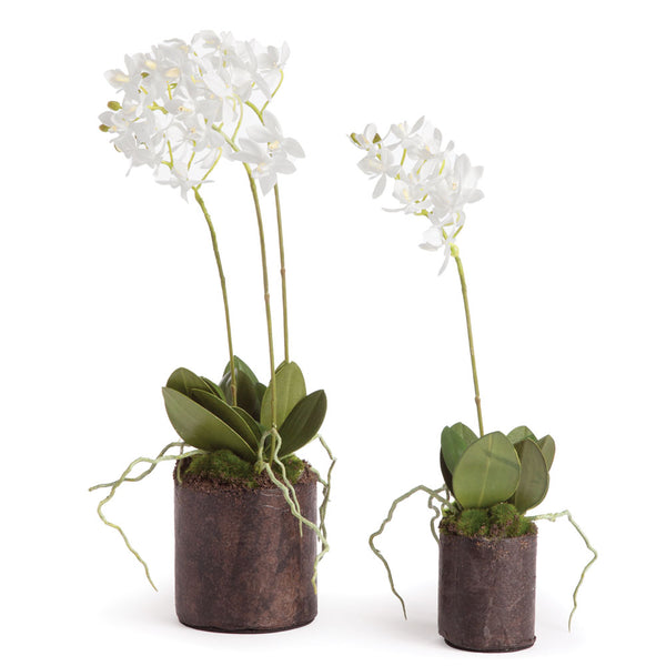 Napa Home & Garden Dendrobium Orchid Drop-Ins - Set of 2