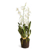 Napa Home & Garden Spider Orchid Drop-in - 44"