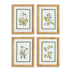 Napa Home & Garden White Floral Study - Set Of 4