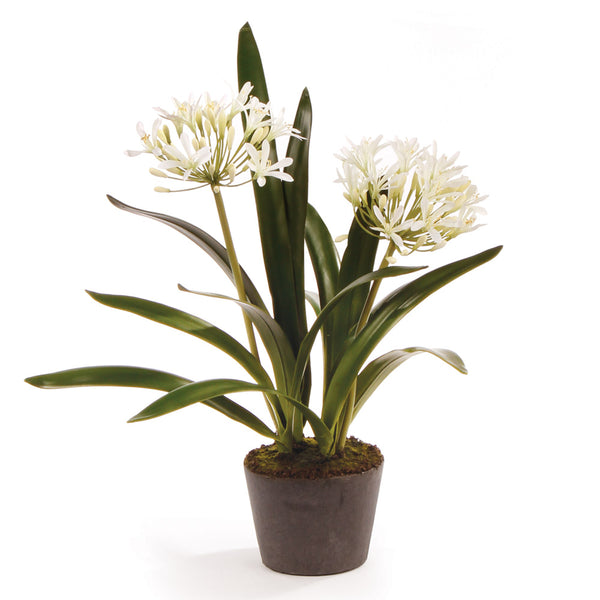 Napa Home & Garden Agapanthus Drop-In