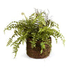 Napa Home & Garden Boston Fern Rustic Drop-In - 12”