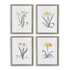 Napa Home & Garden Daffodil Prints - Set Of 4