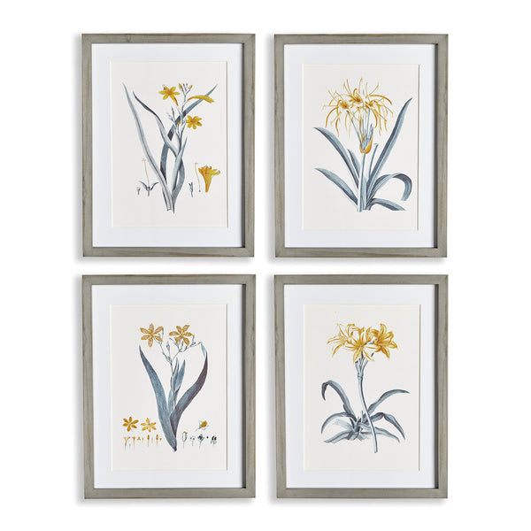 Napa Home & Garden Daffodil Prints - Set Of 4