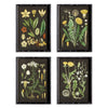 Napa Home & Garden Botanicals Study - Set of 4