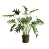 Napa Home & Garden Split Leaf Selloum Drop-In - 22.5"