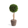 Napa Home & Garden Boxwood Single Sphere Topiary Drop-in