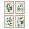 Napa Home & Garden Verdant Branch Prints - Set of 4