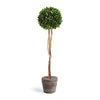 Napa Home & Garden Boxwood Single Sphere Topiary Drop-in