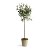 Napa Home & Garden Olive Tree Potted