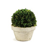 Napa Home & Garden Boxwood Ball in Pot - Large