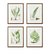 Napa Home & Garden Structural Fern Study - Set of 4