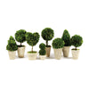 Napa Home & Garden Boxwood Topiaries in Pots - Set of 8