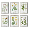 Napa Home & Garden Perennial Botanical Study - Set of 6