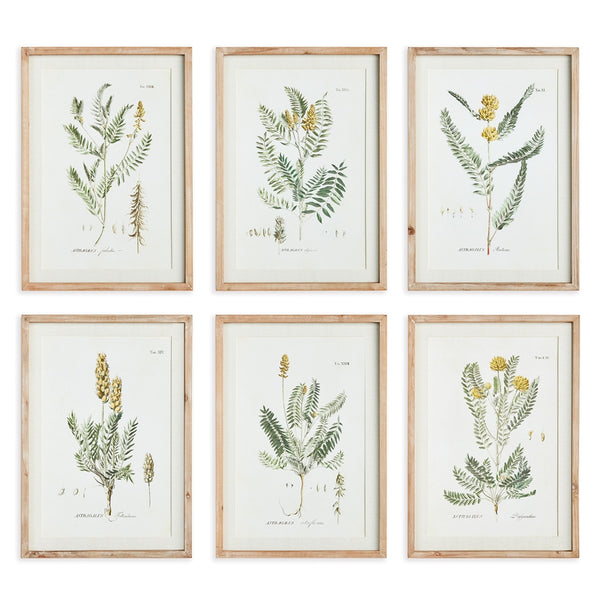 Napa Home & Garden Midsummer Blooms Prints - Set of 6