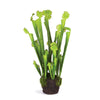 Napa Home & Garden Sarracenia Drop-In