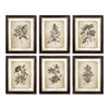 Napa Home & Garden Framed Vintage Floral Prints - Set of 6