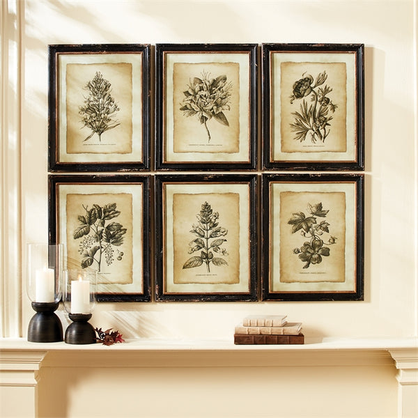 Napa Home & Garden Framed Vintage Floral Prints - Set of 6